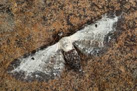 Attēlu rezultāti vaicājumam “Eupithecia succenturiata”