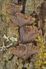 Attēlu rezultāti vaicājumam “Gloiodon strigosus”