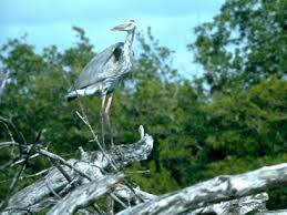 Attēlu rezultāti vaicājumam “Ciconiiformes”