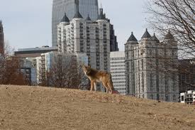 Image result for Hartlepool Coyotes