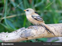 Attēlu rezultāti vaicājumam “Panurus biarmicus female”