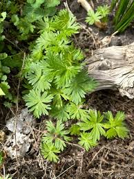 Attēlu rezultāti vaicājumam “Geranium molle leaf”