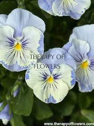 Image result for Viola wittrockiana