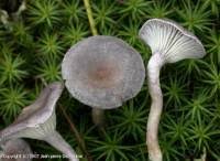 Attēlu rezultāti vaicājumam “Cantharellula umbonata”