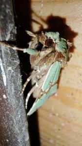 Attēlu rezultāti vaicājumam “Staurophora celsia”