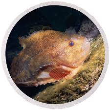 Image result for Cyclopterus lumpus