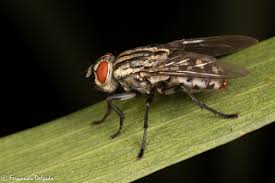 Attēlu rezultāti vaicājumam “Sarcophaga carnaria”