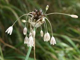 Attēlu rezultāti vaicājumam “Allium oleraceum”