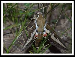 Attēlu rezultāti vaicājumam “Charissa ambiguata”