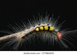 Attēlu rezultāti vaicājumam “Orgyia antiqua imago”