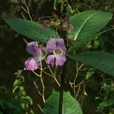 Attēlu rezultāti vaicājumam “Balsaminaceae”