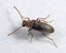 Attēlu rezultāti vaicājumam “Melandryidae”