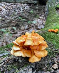 Attēlu rezultāti vaicājumam “Mycena”