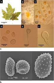 Attēlu rezultāti vaicājumam “Melampsora magnusiana”