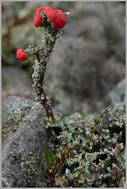 Attēlu rezultāti vaicājumam “Cladonia floerkeana”