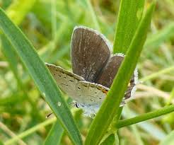 Attēlu rezultāti vaicājumam “Everes argiades underside”