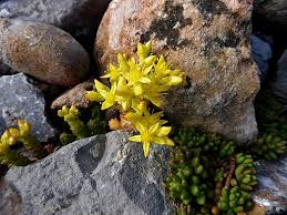 Image result for Mauerpfeffer