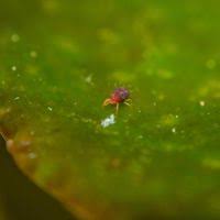 Attēlu rezultāti vaicājumam “Panonychus”