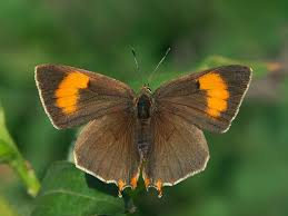 Attēlu rezultāti vaicājumam “Thecla betulae”