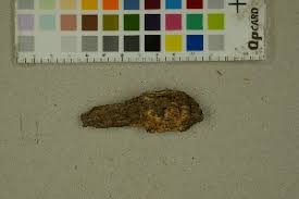 Attēlu rezultāti vaicājumam “Phlebia serialis”