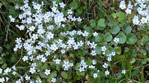 Attēlu rezultāti vaicājumam “Saxifraga granulata”