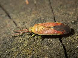 Attēlu rezultāti vaicājumam “Pantilius tunicatus”