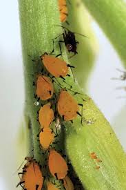 Attēlu rezultāti vaicājumam “Aphididae”