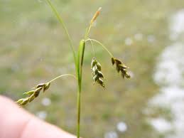 Attēlu rezultāti vaicājumam “Carex capillaris”