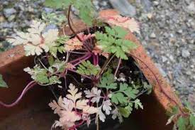 Attēlu rezultāti vaicājumam “Geranium robertianum flower”