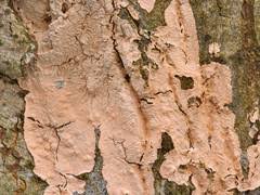 Attēlu rezultāti vaicājumam “Asterodon ferruginosus”