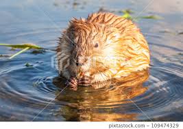 Attēlu rezultāti vaicājumam “Ondatra zibethicus”