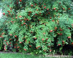 Attēlu rezultāti vaicājumam “Sorbus aucuparia”