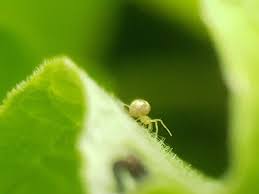 Attēlu rezultāti vaicājumam “Paidiscura pallens”