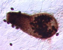 Attēlu rezultāti vaicājumam “Sordaria fimicola”