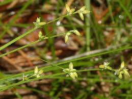 Attēlu rezultāti vaicājumam “Carex loliacea”