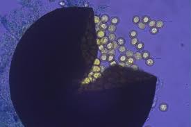 Attēlu rezultāti vaicājumam “Liceaceae”