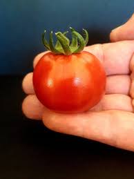 Afbeeldingsresultaat voor brandywine cherry tomato