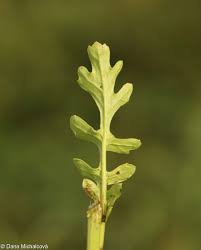 Attēlu rezultāti vaicājumam “Jacobaea vulgaris leaf”