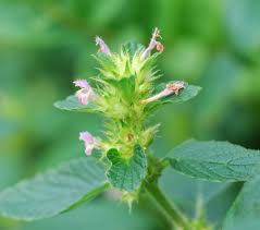 Attēlu rezultāti vaicājumam “Galeopsis tetrahit”