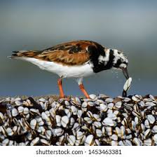 Attēlu rezultāti vaicājumam “Arenaria interpres adult”