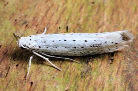 Attēlu rezultāti vaicājumam “Yponomeuta evonymella”