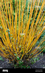 Attēlu rezultāti vaicājumam “Salix alba var. vitellina”