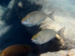 Image result for Siganus rivulatus