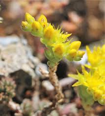 Attēlu rezultāti vaicājumam “Sedum acre leaf”