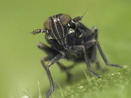 Attēlu rezultāti vaicājumam “Javesella pellucida male”