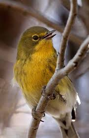 Image result for Ingarfield Condor Team