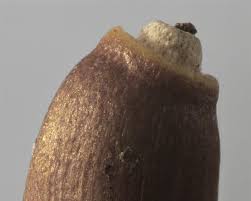 Attēlu rezultāti vaicājumam “Cirsium arvense fruit”