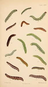 Attēlu rezultāti vaicājumam “Cerastis leucographa”