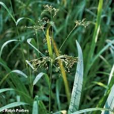 Attēlu rezultāti vaicājumam “Scirpus sylvaticus”