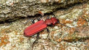 Attēlu rezultāti vaicājumam “Cucujus cinnaberinus”